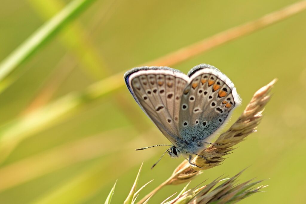 Common Challenges in Custom Clearance and How to Avoid Them - butterfly, common blue, insect, butterfly wings, fauna, nature, close up, nature, nature, nature, nature, nature